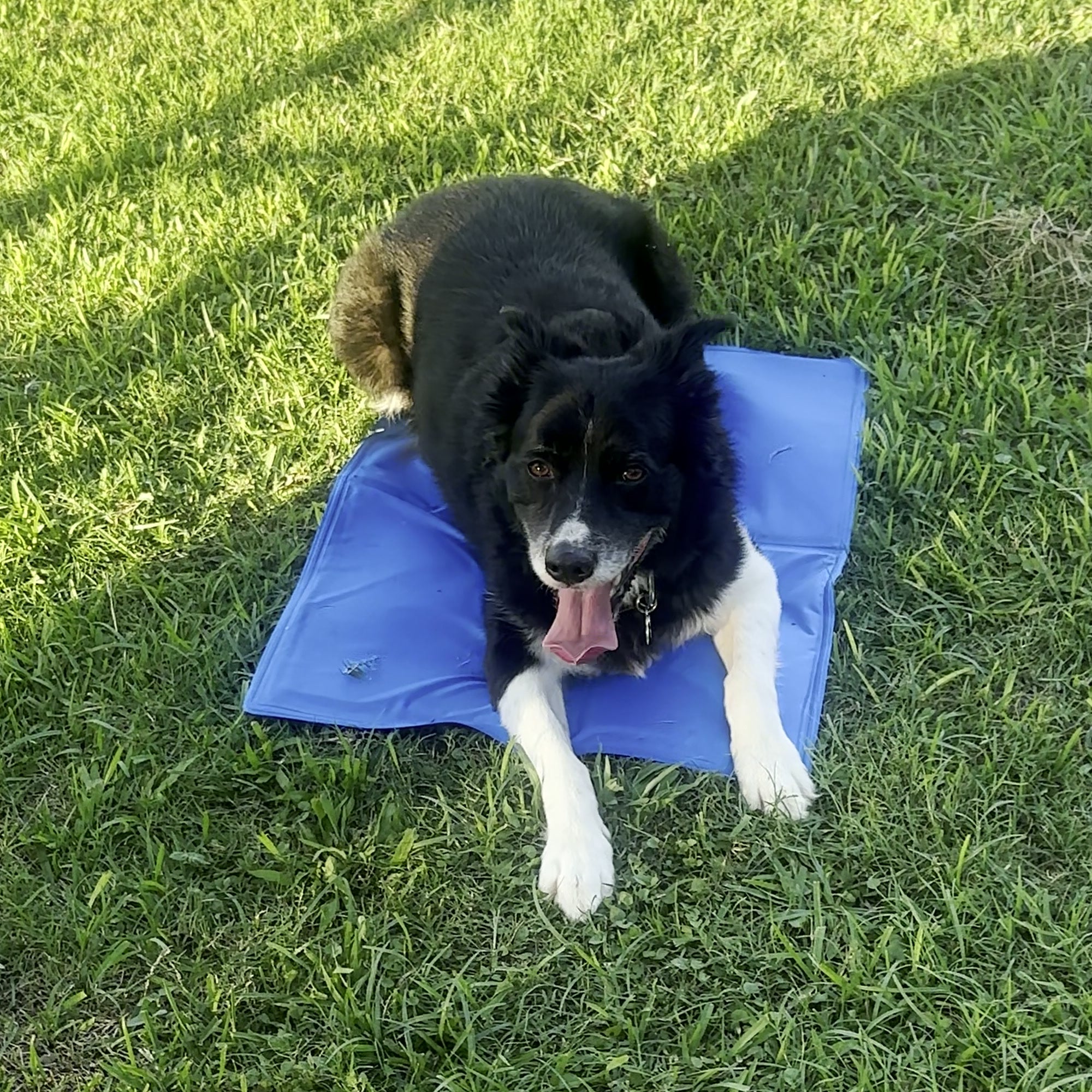 Dog cooling off outdoors on a GlacierPup mat in the grass on a hot sunny day