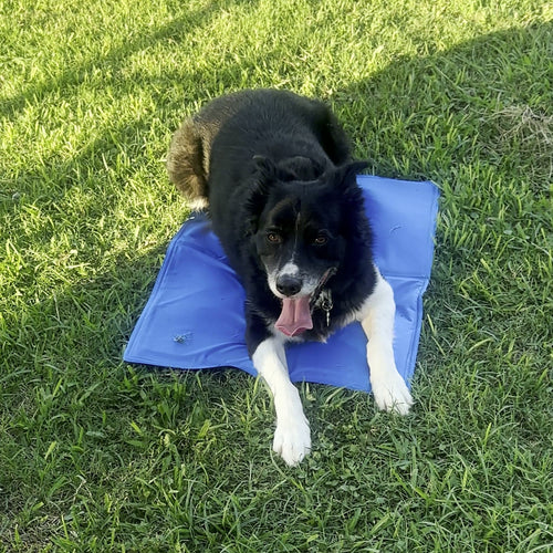 Dog cooling off outdoors on a GlacierPup mat in the grass