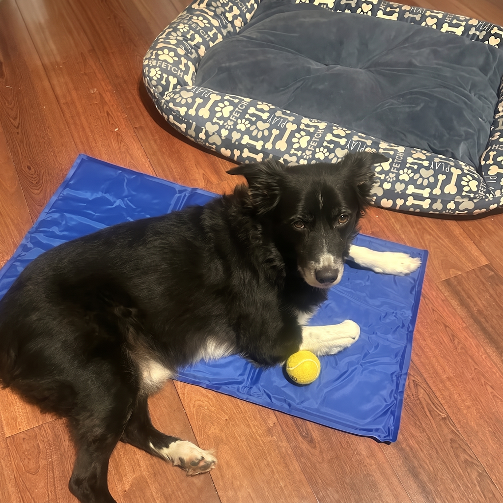 Border Collie resting on a GlacierPup cooling mat instead of his dog bed